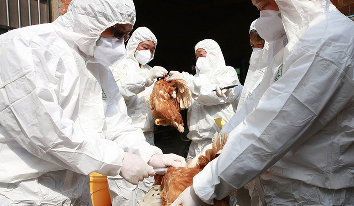 Bird flu spreads in Europe and Asia